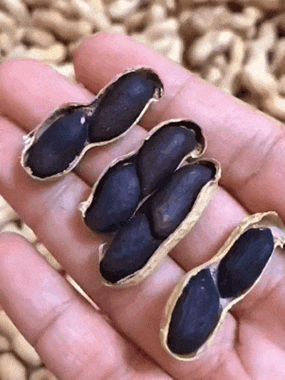 黑營養去殼新鮮紫皮黑花生米