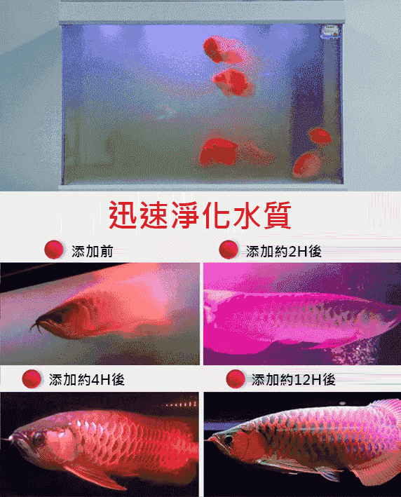 【養魚神器】魚缸高分子淨水片