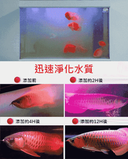 【養魚神器】魚缸高分子淨水片