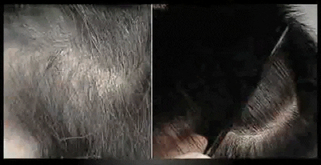 白发 (6).gif