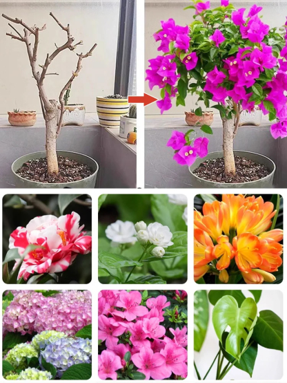 【爆盆開花】新款硫酸亞鐵土壤光合肥