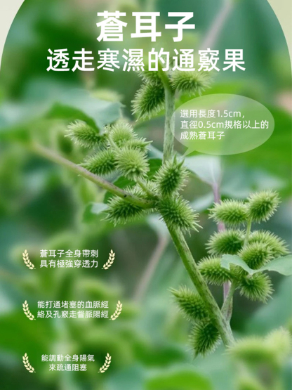 香港港九蒼耳子便攜式清潔鼻腔棉棒