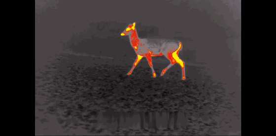 1529410566_clip.gif