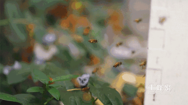 1533208882652983-1.gif