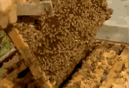 6de3fc450c7a4fe88e2823f4b2e602c4.gif
