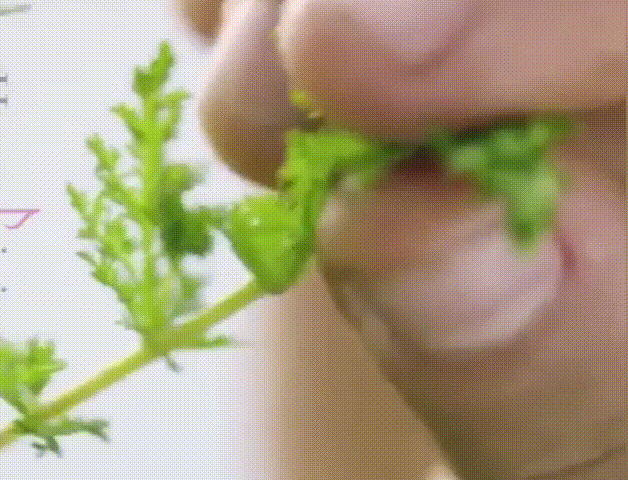 20240828_100227_202.gif