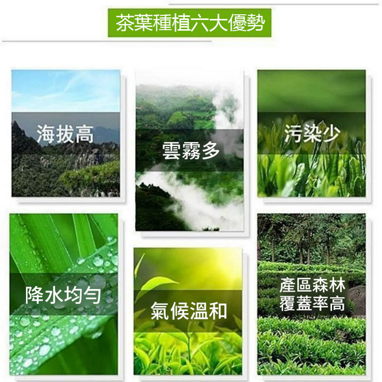 【茶界防輻射之王】明前特級碧螺春