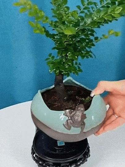 稀有小葉紫檀種子