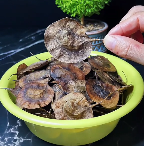 稀有小葉紫檀種子