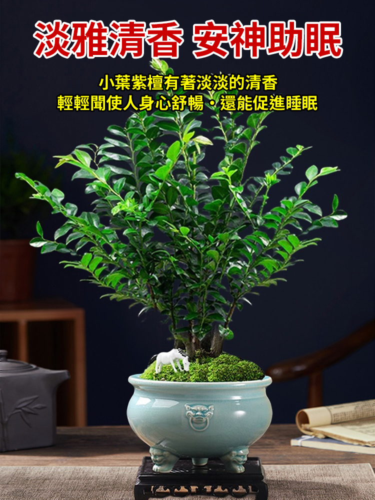 稀有小葉紫檀種子