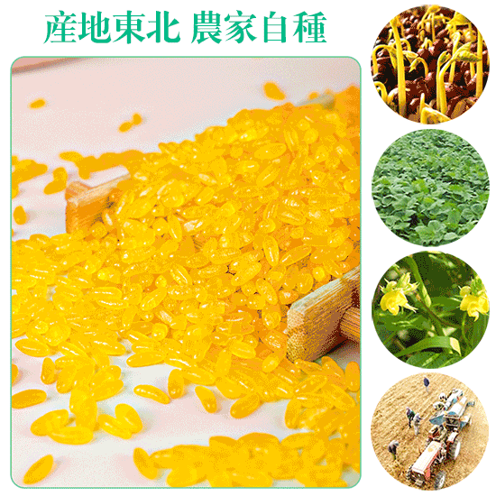東北黃金米