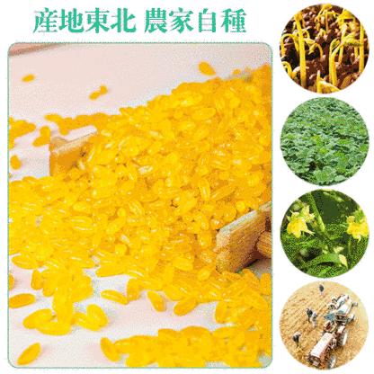 東北黃金米