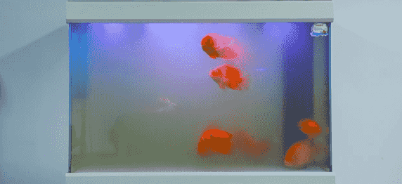 1736839913619510-(1)_04.gif