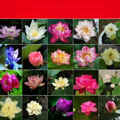 Home ornamental lotus seeds (free shipping)