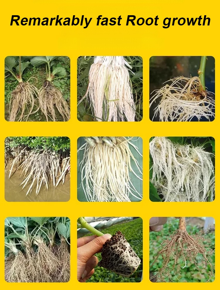 翻译件-JS-强力生根壮苗剂蔬菜生根粉-1181894-系统_13.jpg