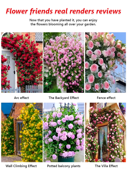 Climbing Rose Seeds  Bloom All Year Round