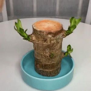 1.gif