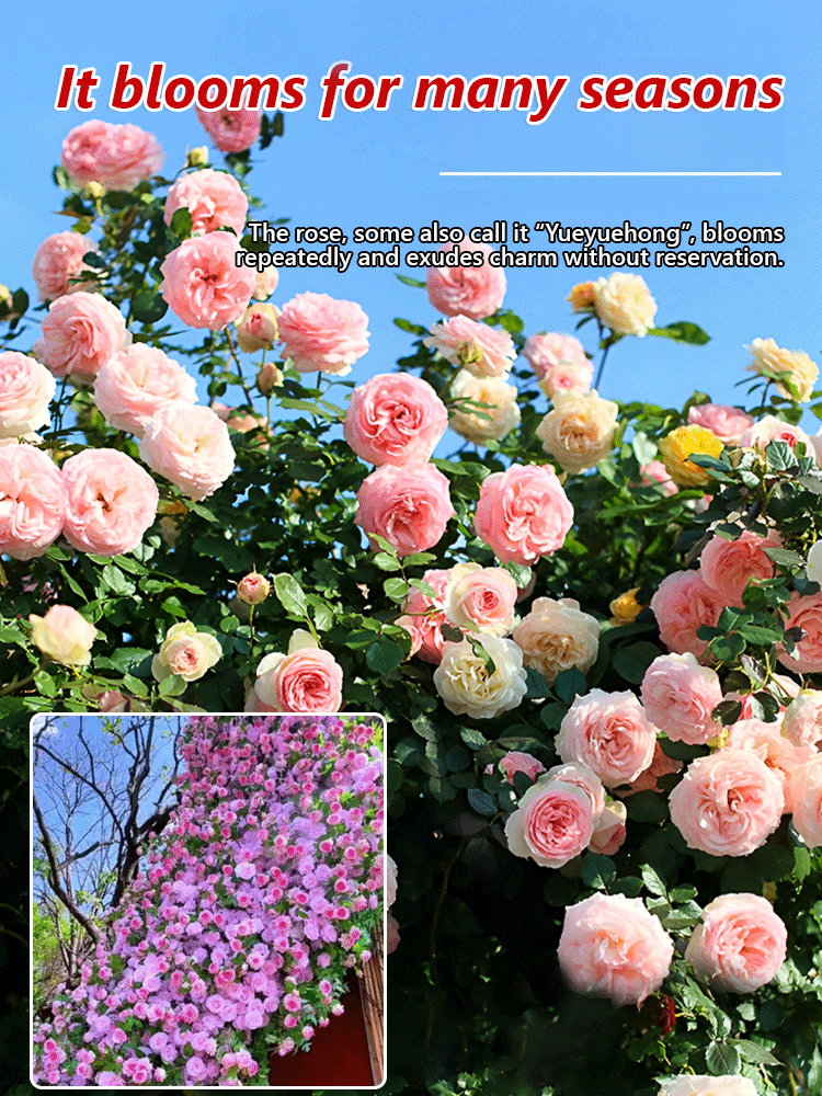 Climbing Rose Seeds  Bloom All Year Round