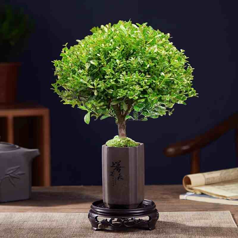 SKU-13-小叶赤楠_高上善若水盆_圆底托_苔藓_肥料.jpg