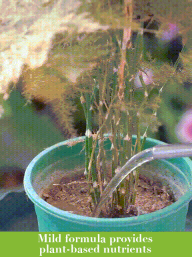 Nutrient Solution Plant General Purpose