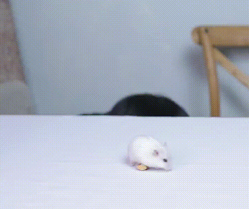 db776b295962bcc6ffdcef67952590f3.gif