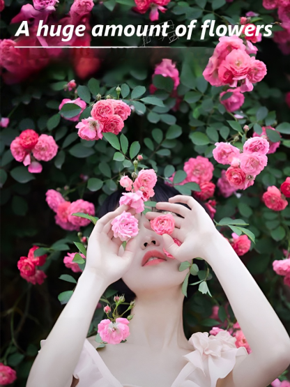 Climbing Rose Seeds  Bloom All Year Round