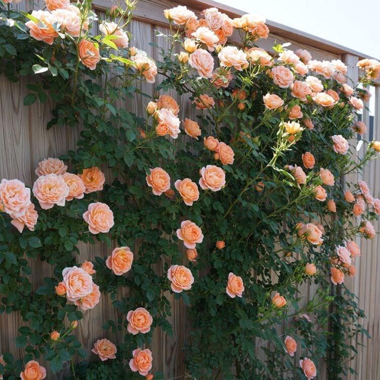 【ดอกบานตลอดปี】เมล็ดพันธุ์กุหลาบเลี้อยสีสัน