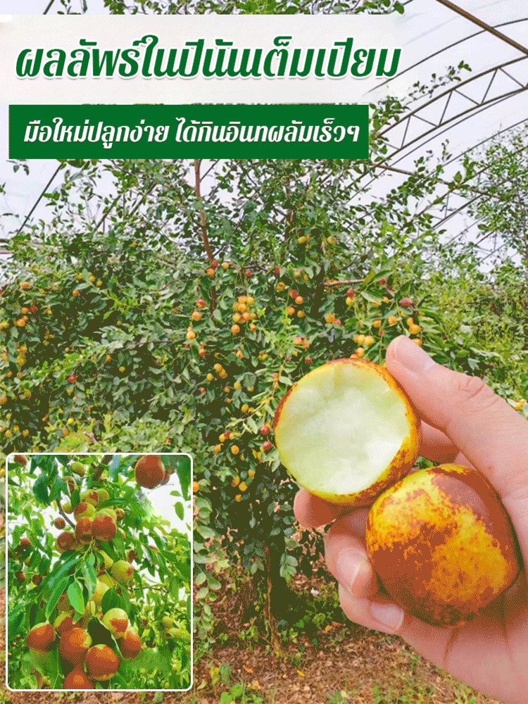ต้นกล้าพุทราน้ำตาลกรวดขนาดใหญ่