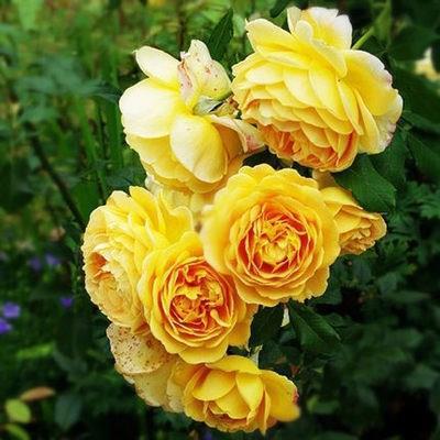 【ดอกบานตลอดปี】เมล็ดพันธุ์กุหลาบเลี้อยสีสัน