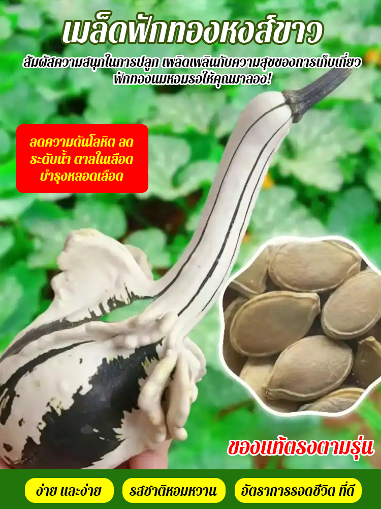 【มีกลิ่นนมในตัว】เมล็ดพันธุ์ฟักทองหงส์ขาว
