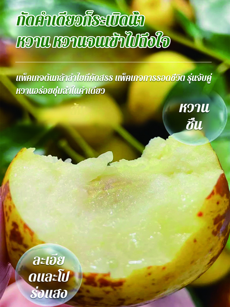 ต้นกล้าพุทราน้ำตาลกรวดขนาดใหญ่