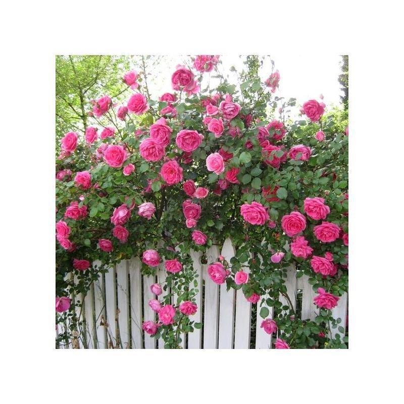 【ดอกบานตลอดปี】เมล็ดพันธุ์กุหลาบเลี้อยสีสัน