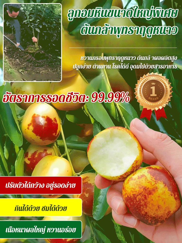 ต้นกล้าพุทราน้ำตาลกรวดขนาดใหญ่