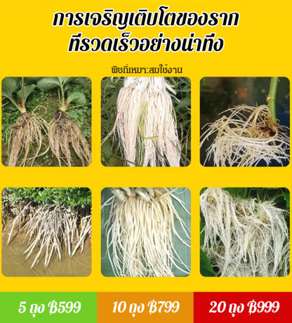 ผงเร่งรากผักแข็งแกร่ง