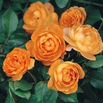 【ดอกบานตลอดปี】เมล็ดพันธุ์กุหลาบเลี้อยสีสัน