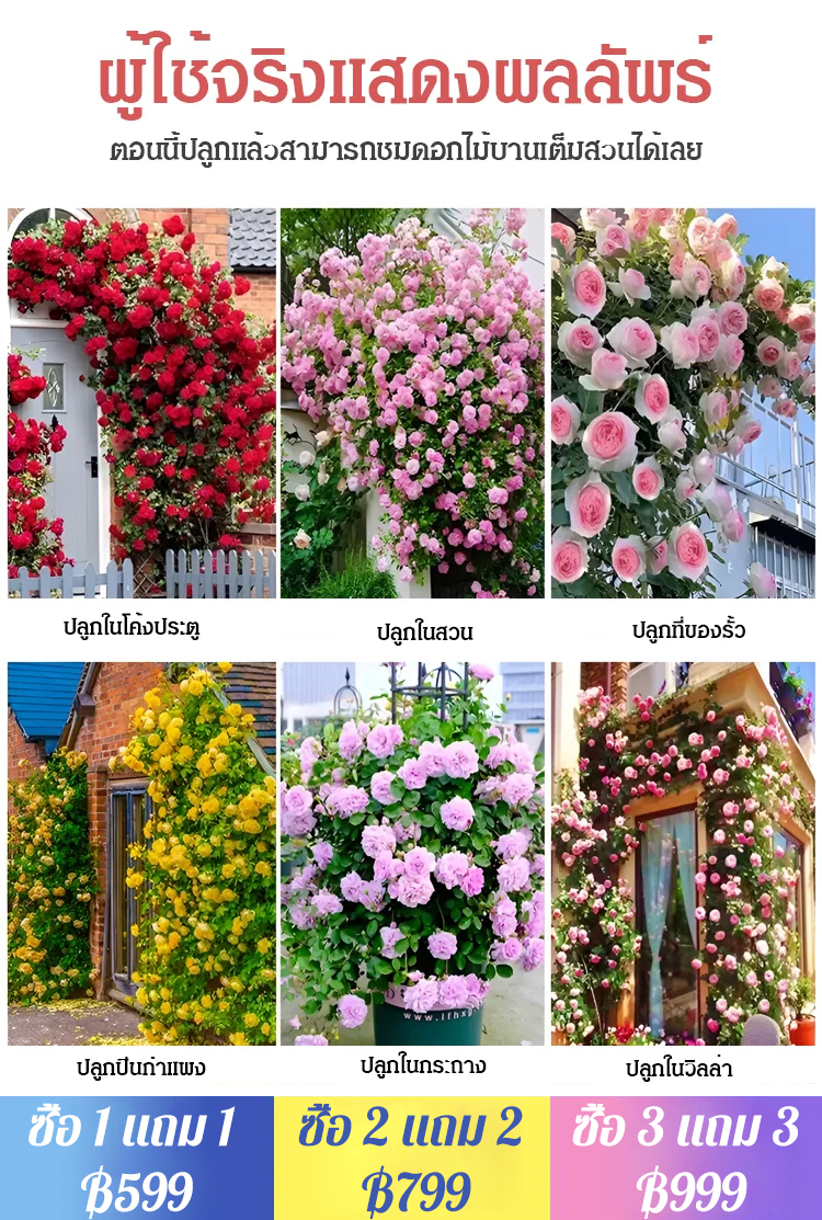 【ดอกบานตลอดปี】เมล็ดพันธุ์กุหลาบเลี้อยสีสัน