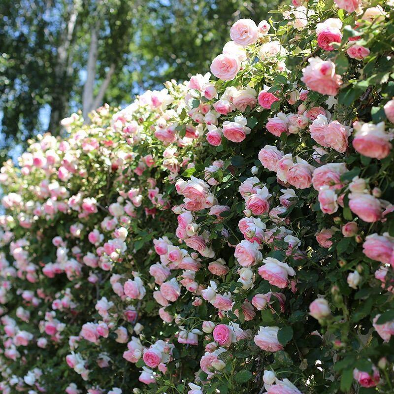 【ดอกบานตลอดปี】เมล็ดพันธุ์กุหลาบเลี้อยสีสัน