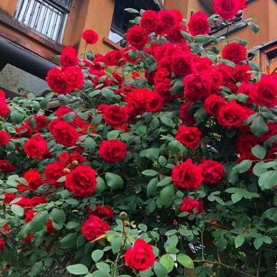 【ดอกบานตลอดปี】เมล็ดพันธุ์กุหลาบเลี้อยสีสัน