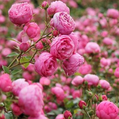 【ดอกบานตลอดปี】เมล็ดพันธุ์กุหลาบเลี้อยสีสัน