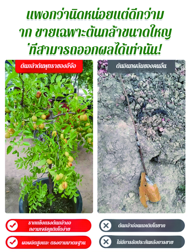 ต้นกล้าพุทราน้ำตาลกรวดขนาดใหญ่