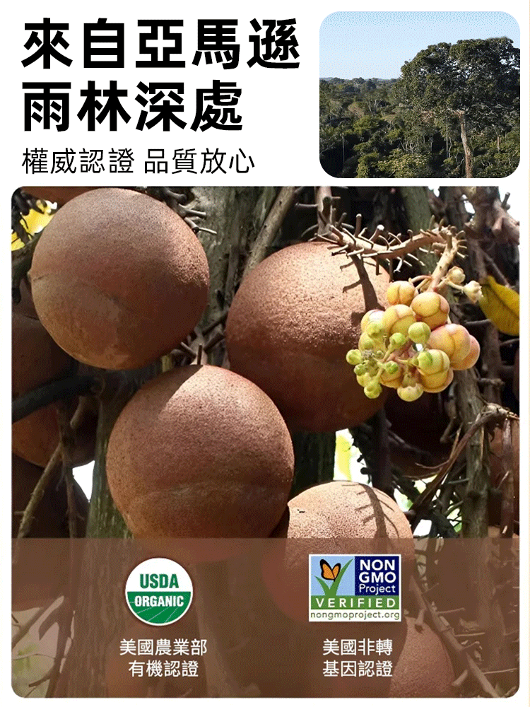 新貨開口巴西鮑魚果