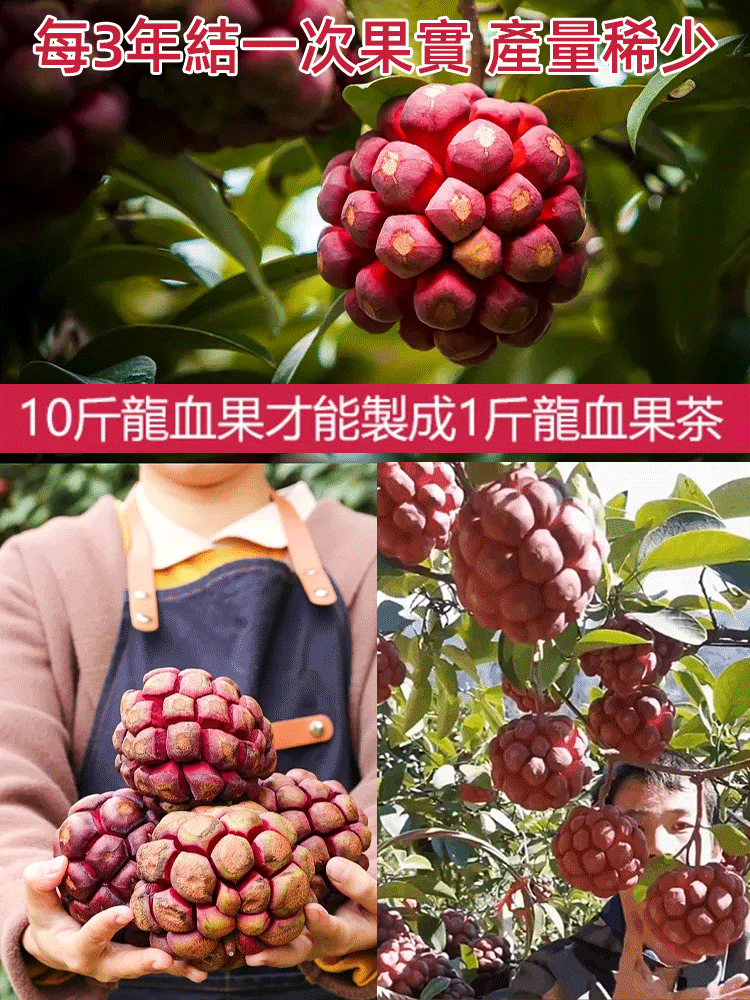 深山龍血果茶