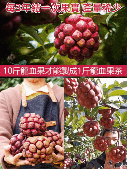 深山龍血果茶