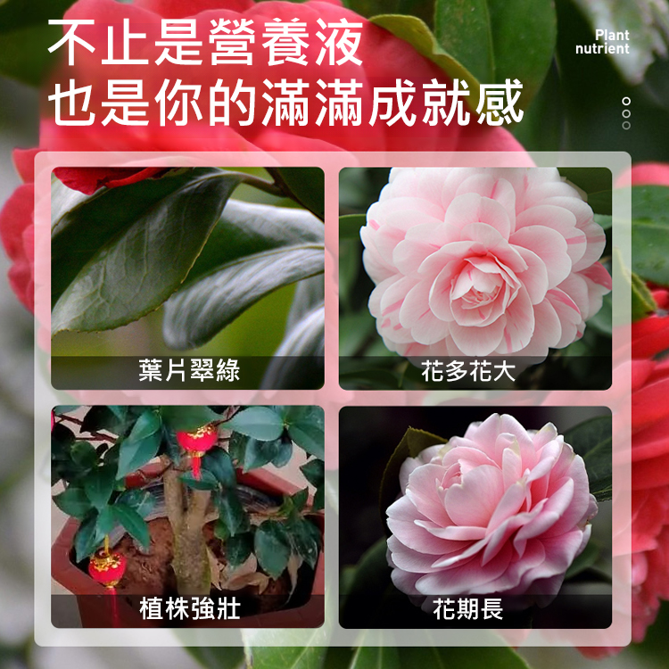 【崔蕾促花】快速開花粉