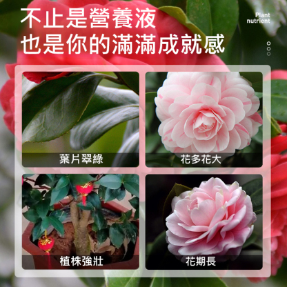 【崔蕾促花】快速開花粉