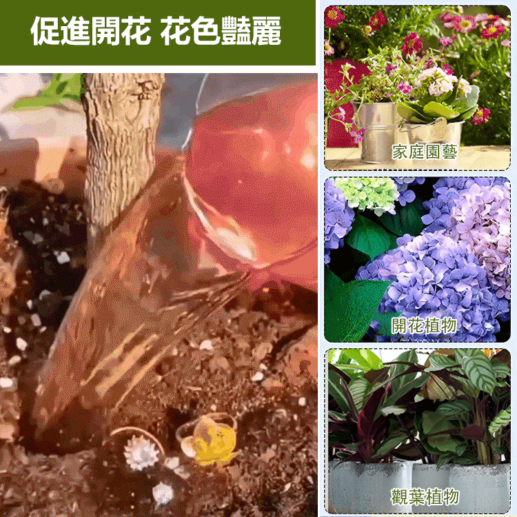 【崔蕾促花】快速開花粉
