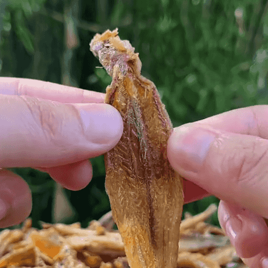 漁家自製下飯即食土泥鰍魚乾