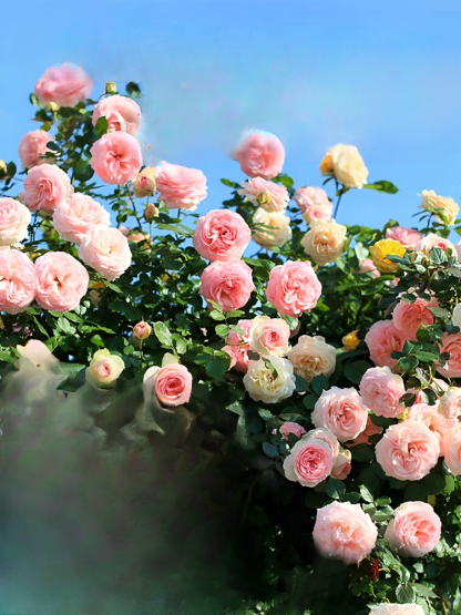 Climbing Rose Seeds [Bloom All Year Round]