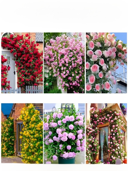 Climbing Rose Seeds [Bloom All Year Round]