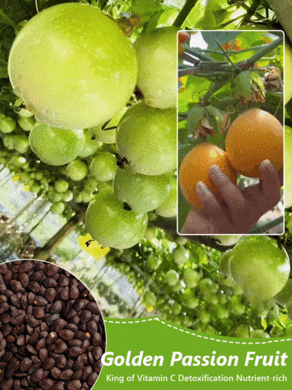【Vitamin C King】Colombian Golden Passion Fruit Seeds